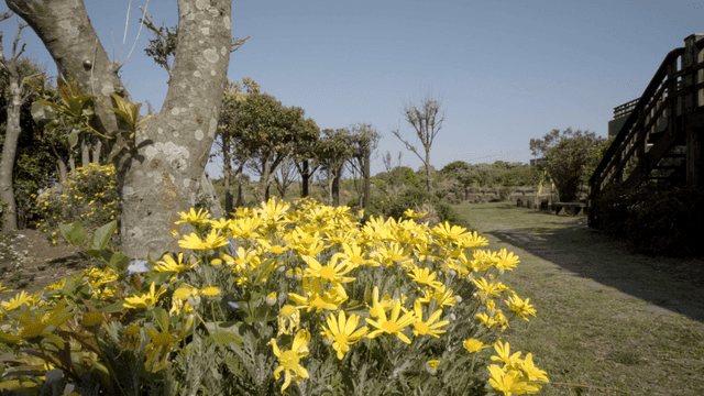 Yellow flowers blooming in a garden