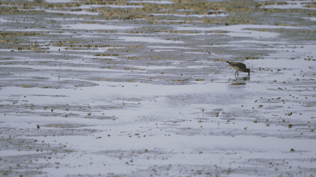 갯벌 진흙 해안에서 부리로 먹이를 찾는 새