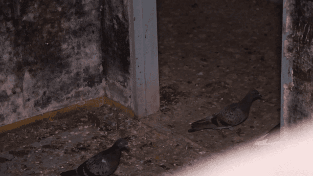 Pigeons in an abandoned building