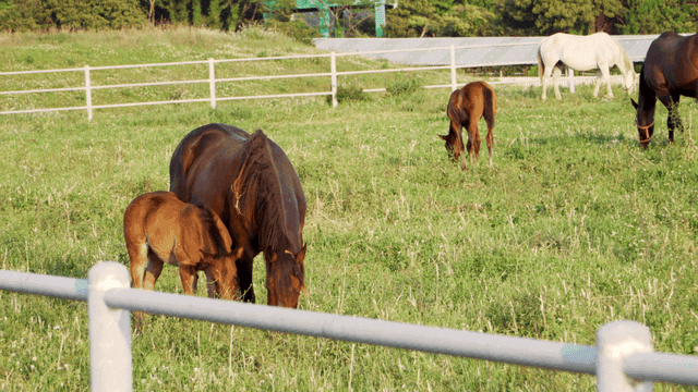 초원에서 평화롭게 풀을 뜯는 말들