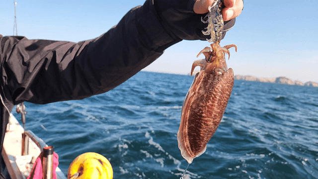 Cuttlefish caught on fishing line in sea