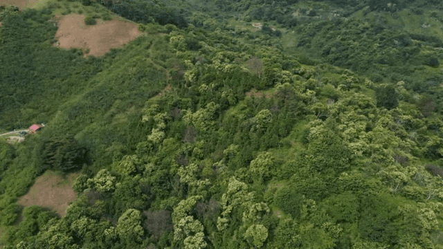 산 꼭대기에 울창한 나무들