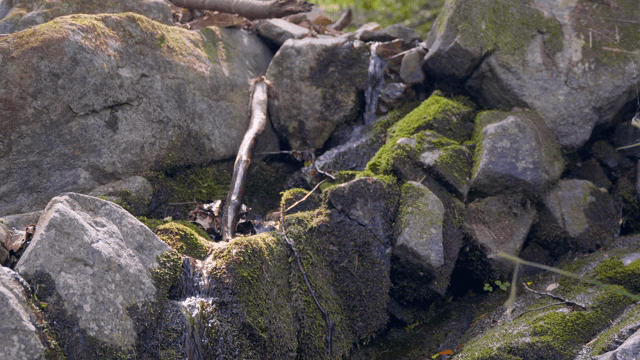작은 시내가 흐르는 이끼 낀 바위