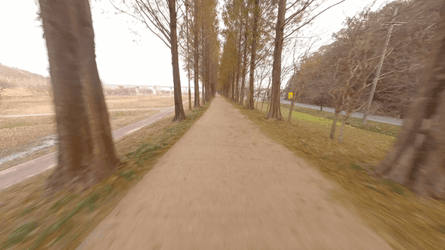 키 큰 나무가 늘어선 긴 길