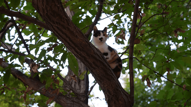 나무 가지에 앉아 밑을 내려다보는 삼색 고양이