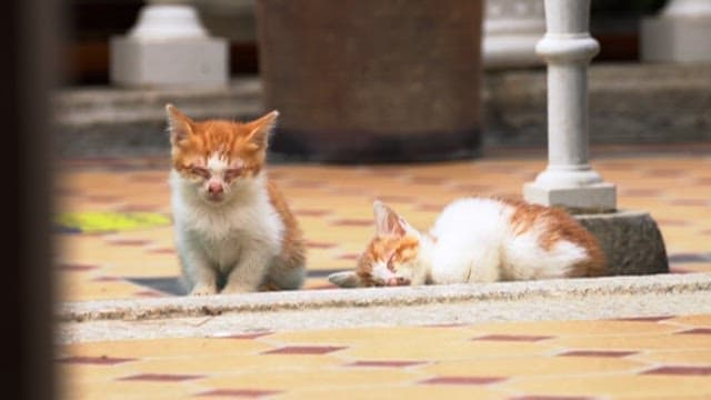 Cats nodding off or sleeping on the street