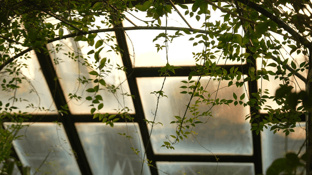 Green vine leaves against glass roof