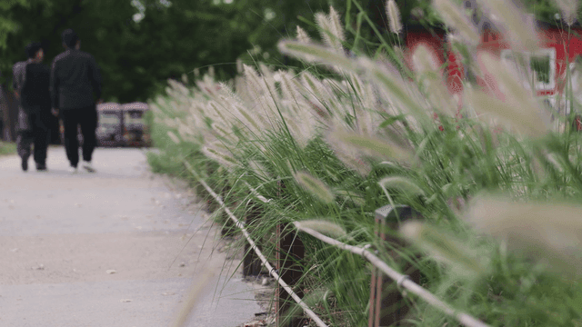 Peaceful walking path surrounded by tall grass