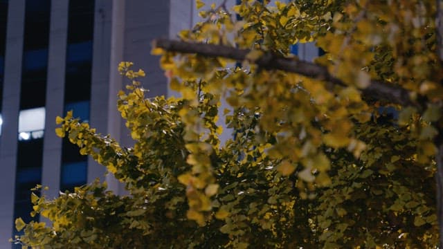 밤에 건물 앞에 있는 노란 잎의 은행나무들