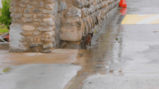 Calico stray cat walking along a rain-soaked stone wall