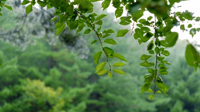 Green leaves with raindrops in a forest