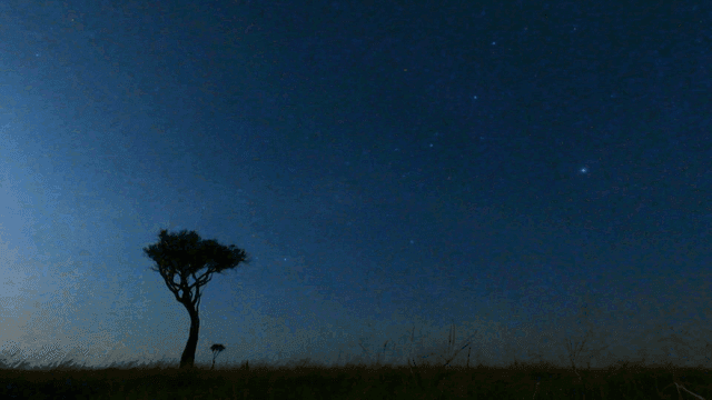 A lone tree under a starry night sky