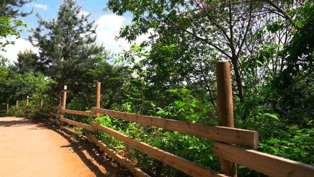 Sunny day in a lush forest path