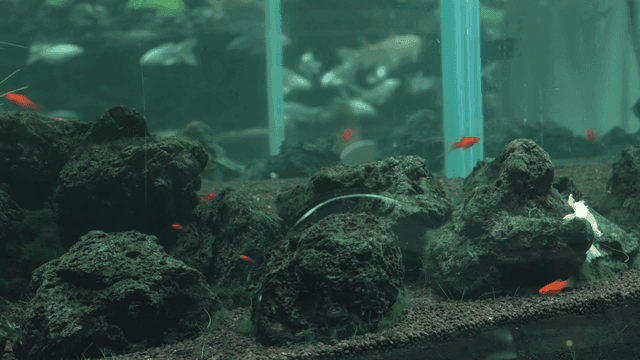 Colorful fish swimming in aquarium