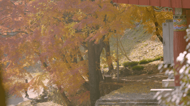 Autumn foliage with traditional Korean house background