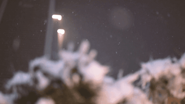Snow-covered tree branches under streetlight