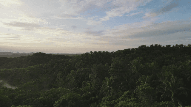 Lush green forest under a bright sky