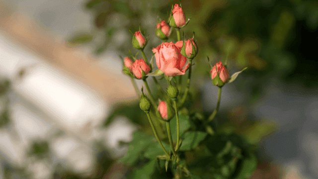 Pale pink roses blooming in garden