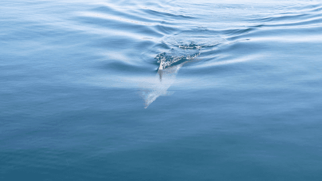 Dolphins swimming elegantly in sea