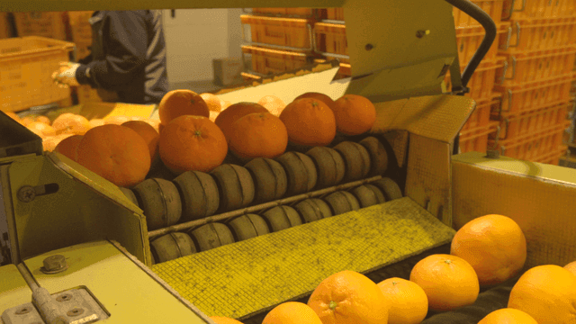 Tangerines being sorted on conveyor belt at factory