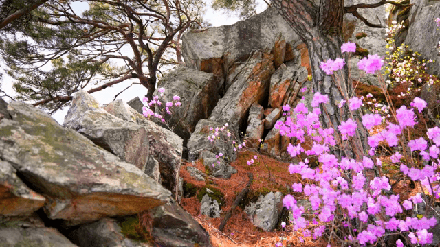 숲 속 바위와 피어나는 꽃들