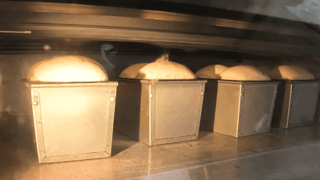 Bread rising in the oven