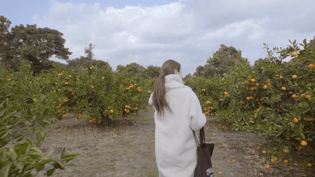Walking through an tangerines orchard