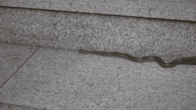 돌계단 위를 기어가는 뱀을 잡으려는 집게