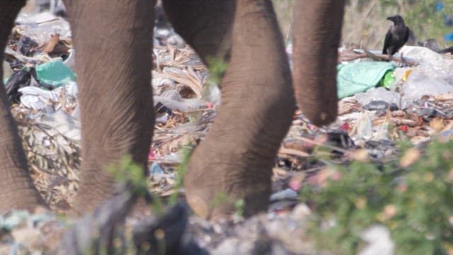 Elephant walking through garbage with crows nearby