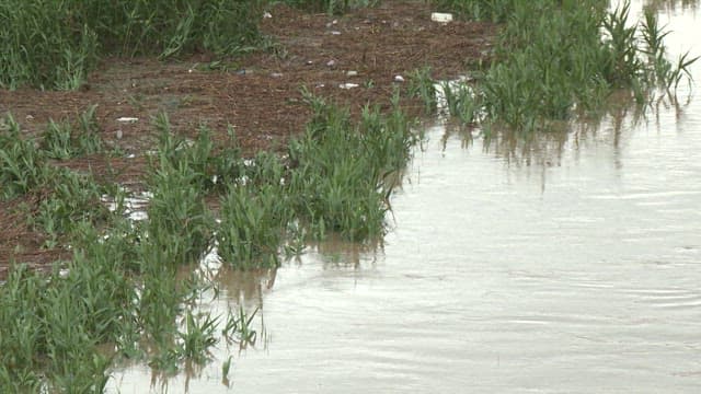 강의 수면이 올라온 녹지