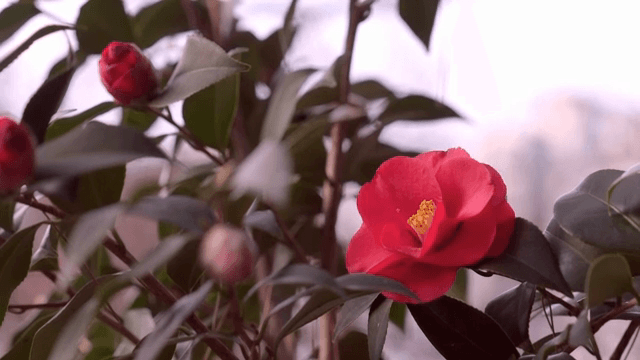 Red camellia flowers among green leaves