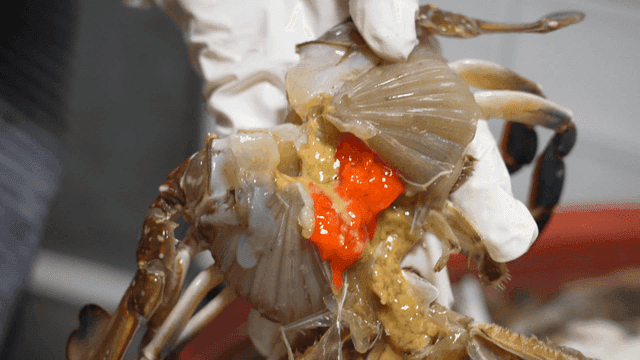 Fresh crabs being prepared in kitchen
