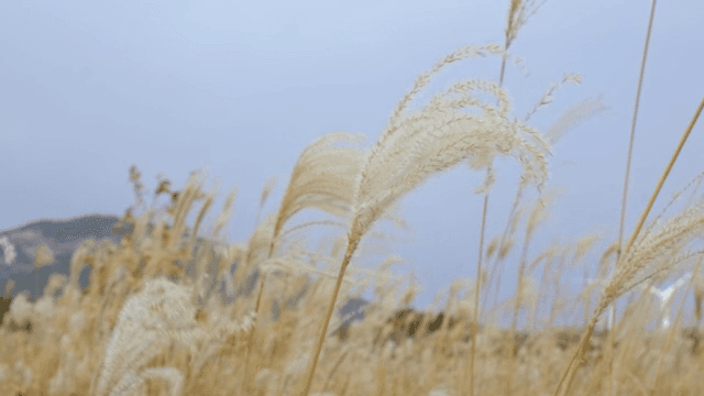 부드러운 바람에 흔들리는 억새