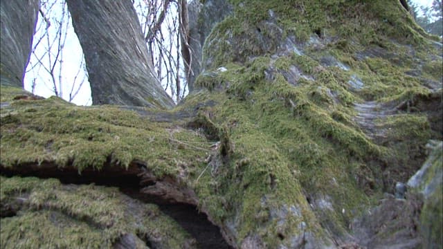 Mossy Textures on an Aged Tree Trunk