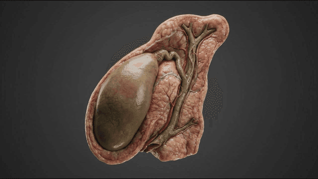 Detailed view of model of human gallbladder organ