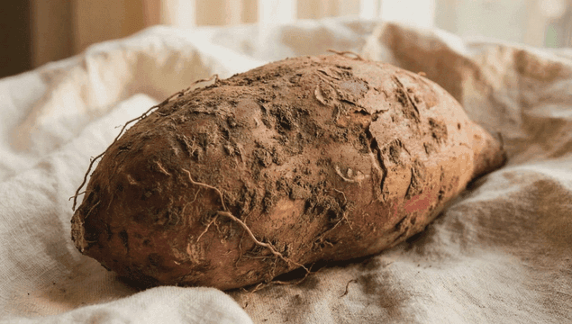 천 위에 갓 수확한 고구마