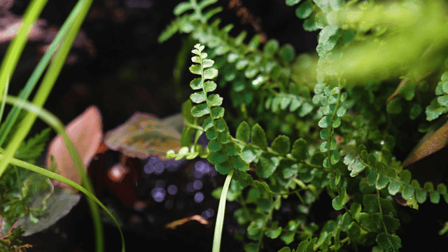 Close-up of vibrant green ferns