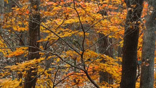 Autumnal Forest Displaying Vibrant Yellow Leaves