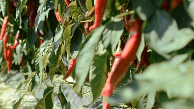 식물에 자라는 붉은 고추