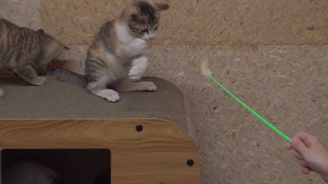 Two kittens playing with a toy on a wooden platform