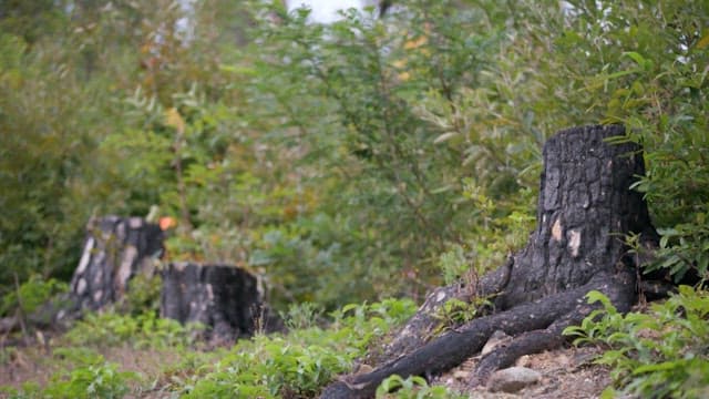 Charred tree stumps among lush green plants in a forest