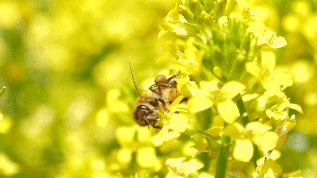 노란 꽃에서 꿀을 모으는 벌