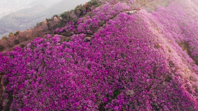 Cheonjusan Mountain with Blooming Pink Azalea Flowers