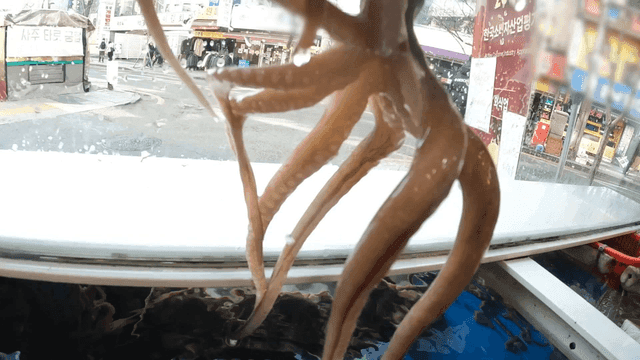 Octopus pulled from street market tank