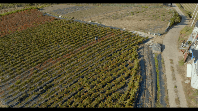 작은 집이 있는 밭 