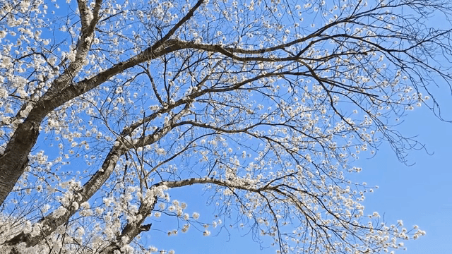 맑은 하늘 아래 핀 벚꽃