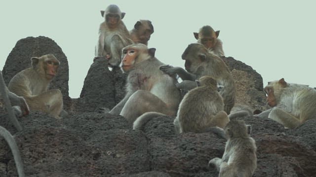 Monkeys Resting on Stone Structure
