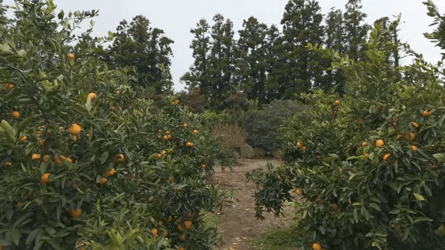 무성한 과수원의 귤나무