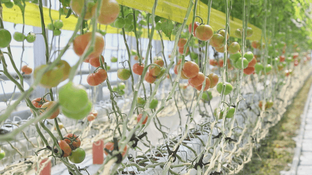 Tomatoes growing in a greenhouse