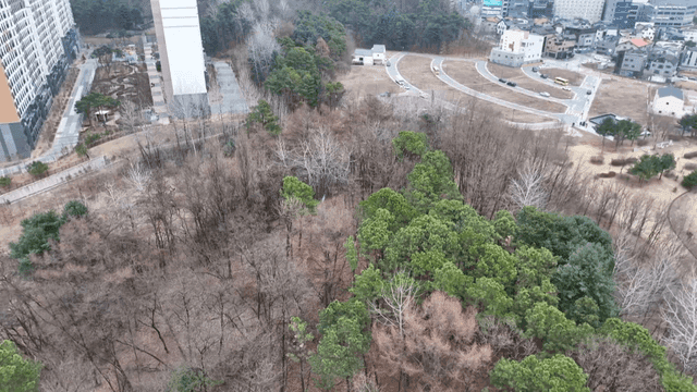 Forest with bare trees next to apartment